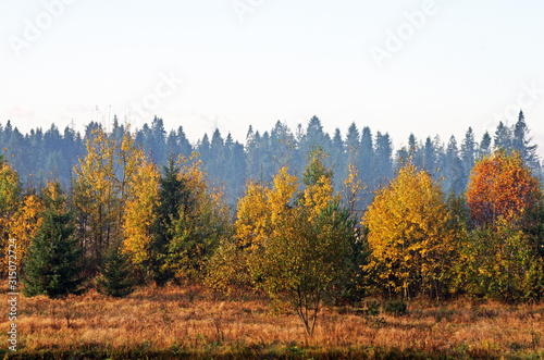Las jesienią