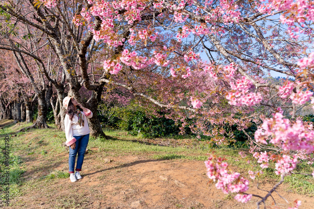 Asian woman in cherry blossom garden on a winter day, Chiang Mai, Thailand Asian woman in cherry blossom garden on a winter day, Chiang Mai, Thailand