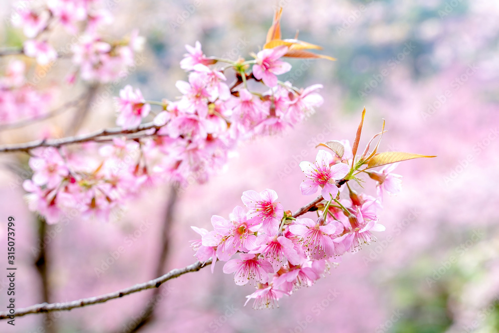 Cherry blossom flower in winter time on nature background. Shallow depth of field.