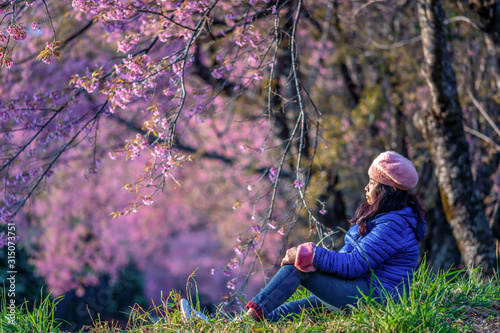 Asian woman in cherry blossom garden on a winter day, Chiang Mai, Thailand