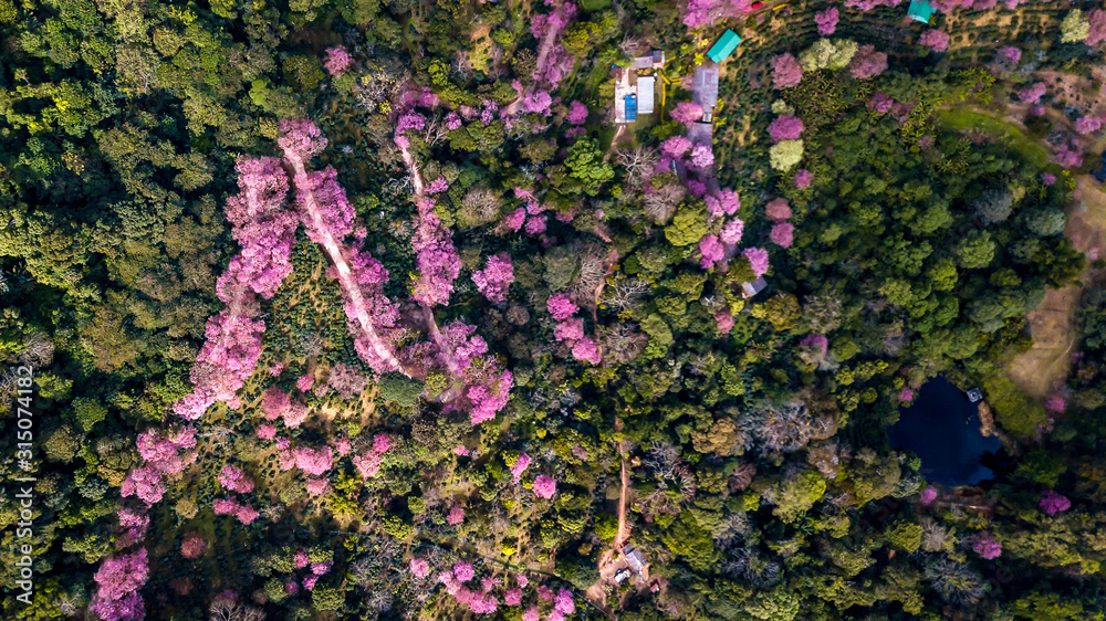 Obraz premium Aerial from drone, Pink sakura tree or Wild Himalayan Cherry on mountain, Doi Suthep Chiangmai, Thailand. Top view.