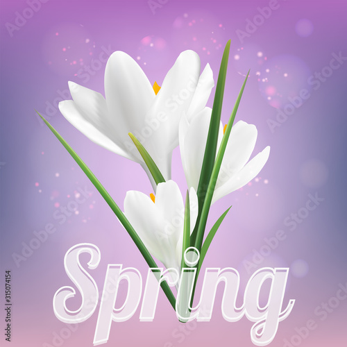 the first flowers are white crocuses on a lilac spring