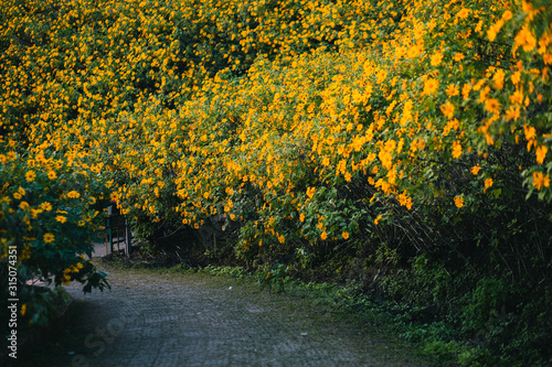 Tung Bua Tong Mexican sunflower field in Doi Mae U Kho  Mae Hong Son Province  Thailand.