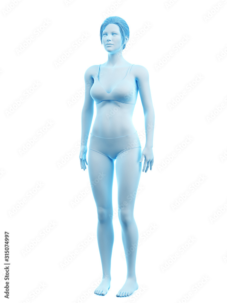 3d rendered medically accurate illustration of a woman 3d rendered medically accurate illustration of a woman