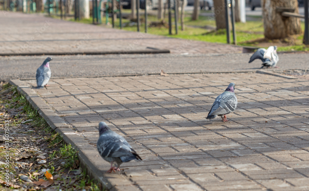 Fototapeta premium Pigeons walk, eat food, birds eat insects.