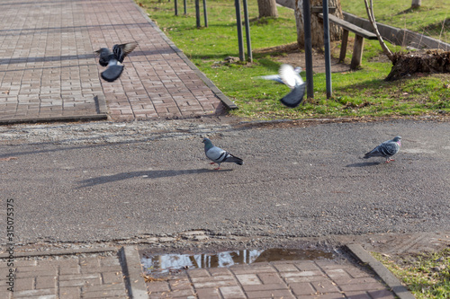 Pigeons walk, eat food, birds eat insects.