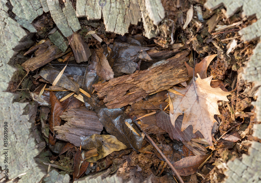 autumn, rotten stump, macro photography