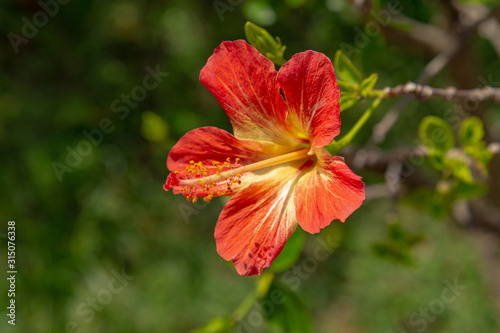 Red and orange hibiscus flower grows on a bush. Tropical paradise concept.