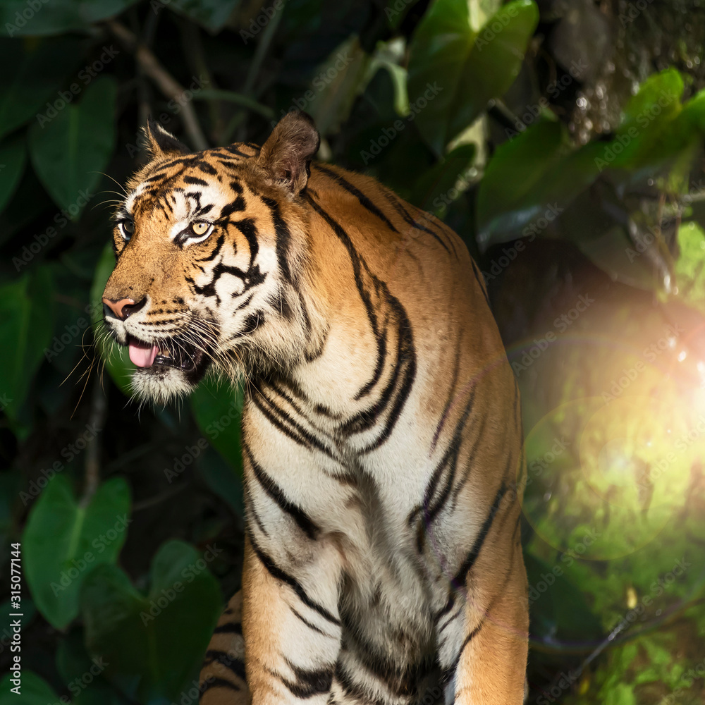 Fototapeta premium Zdjęcia tygrysa naturalnie.