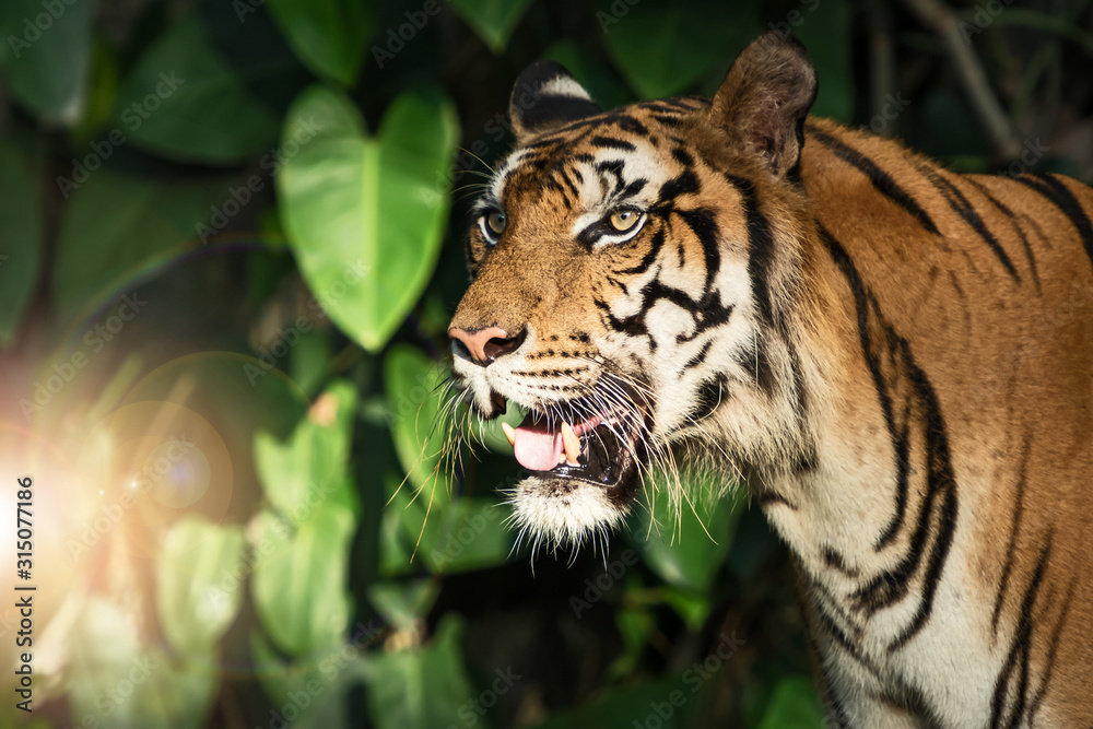 Fototapeta premium Photos of tiger naturally.