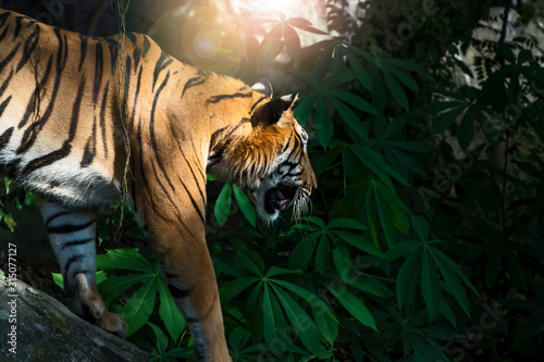 Photos of tiger naturally.