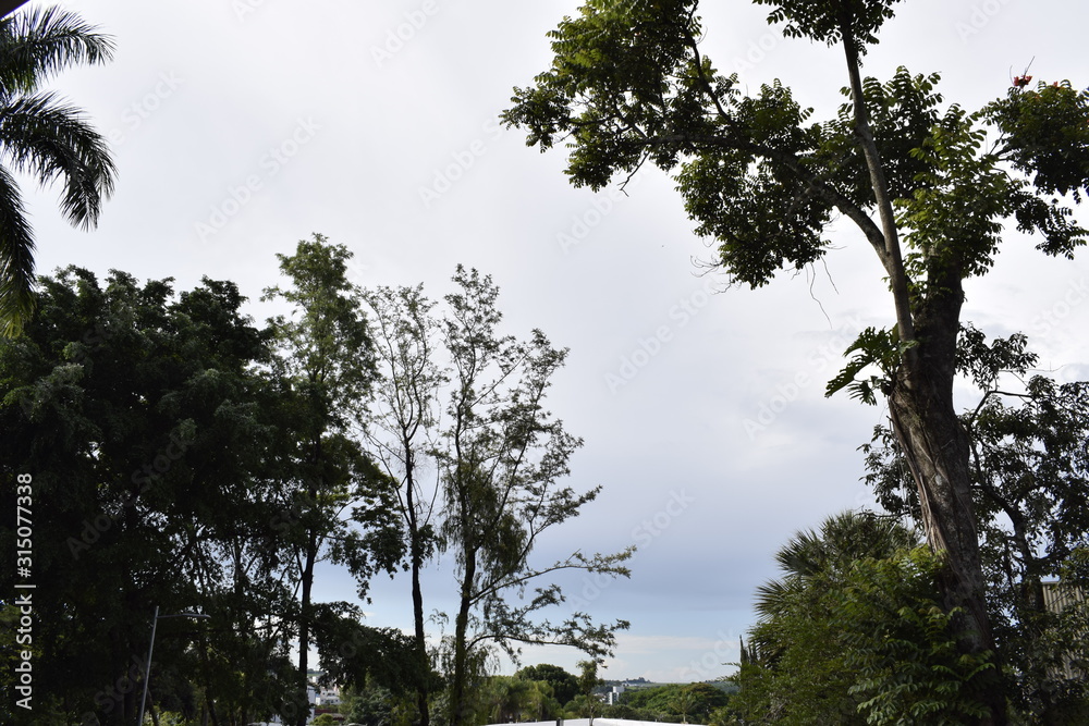 Obraz premium Horizonte com vegetação