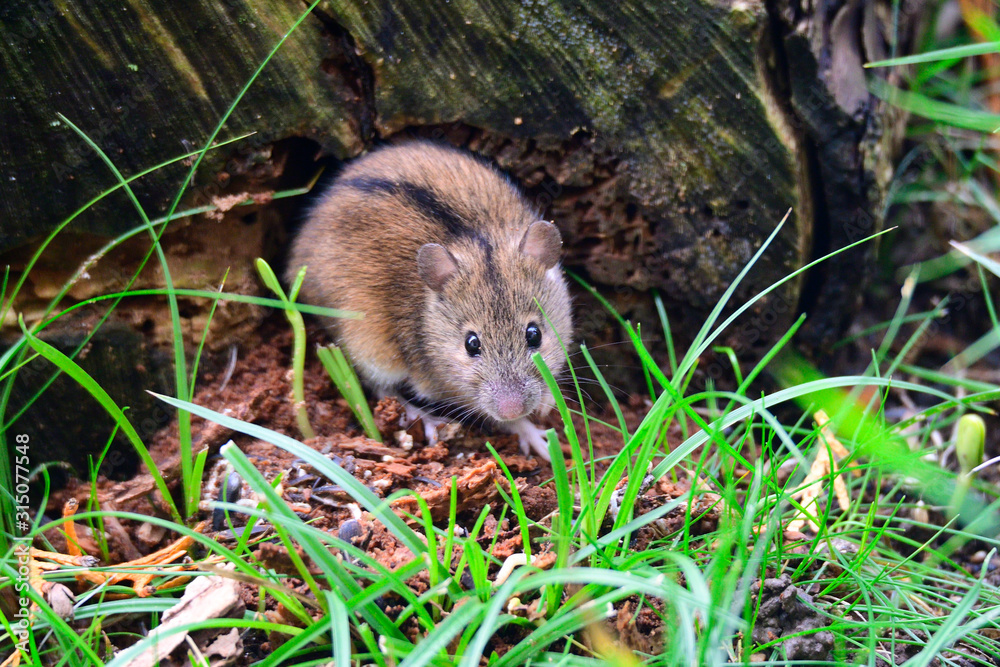 Brandmaus (Apodemus agrarius) Brandmaus (Apodemus agrarius)