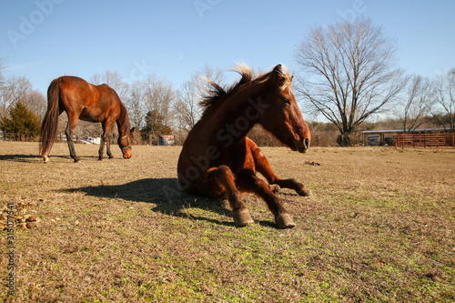 Portrait of a large red brown horse with a blonde mane rolling in his pasture © Jennifer