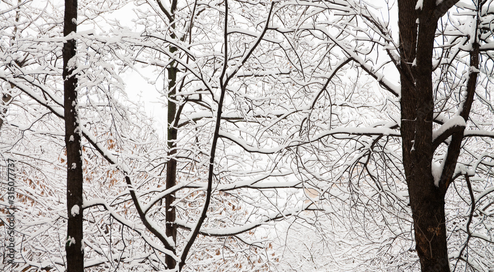 Obraz premium Snow covered forest landscape after snowfall. Beautiful winter nature park outdoor background, greeting holiday card. Shallow depth of field