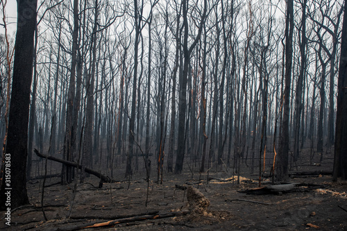 Fotografie Sydney, Australia 2019-12-10 Australian bushfire: urban city view through the yellow smoke haze