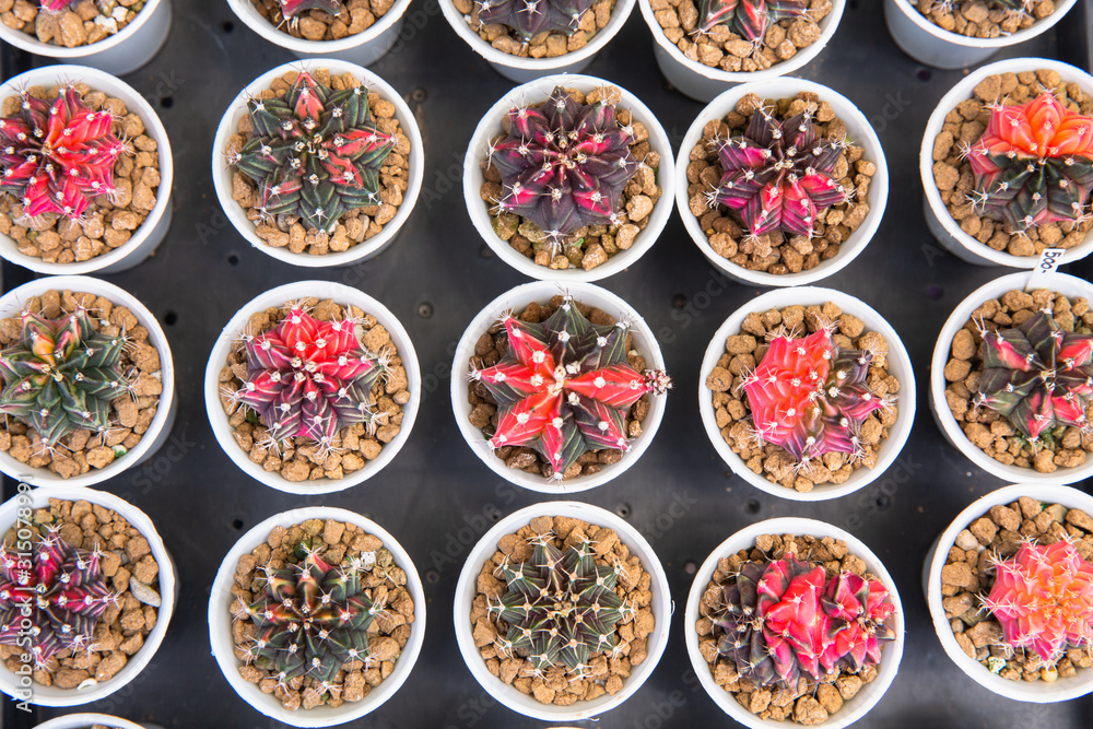 Beautiful colored cactus in pots, a variety of plant colors in the desert. Plants used as ornamental plants Beautiful colored cactus in pots, a variety of plant colors in the desert. Plants used as ornamental plants