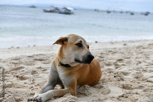 ginger dog resting on white sand at the beach