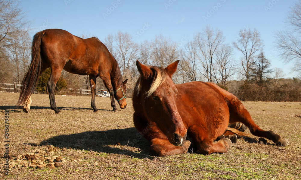 Red Brown Horse with Blonde Mane lying down in his pasture Red Brown Horse with Blonde Mane lying down in his pasture