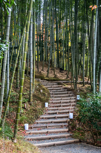 Bamboo grove in autumn of Kodaiji Temple gardens.