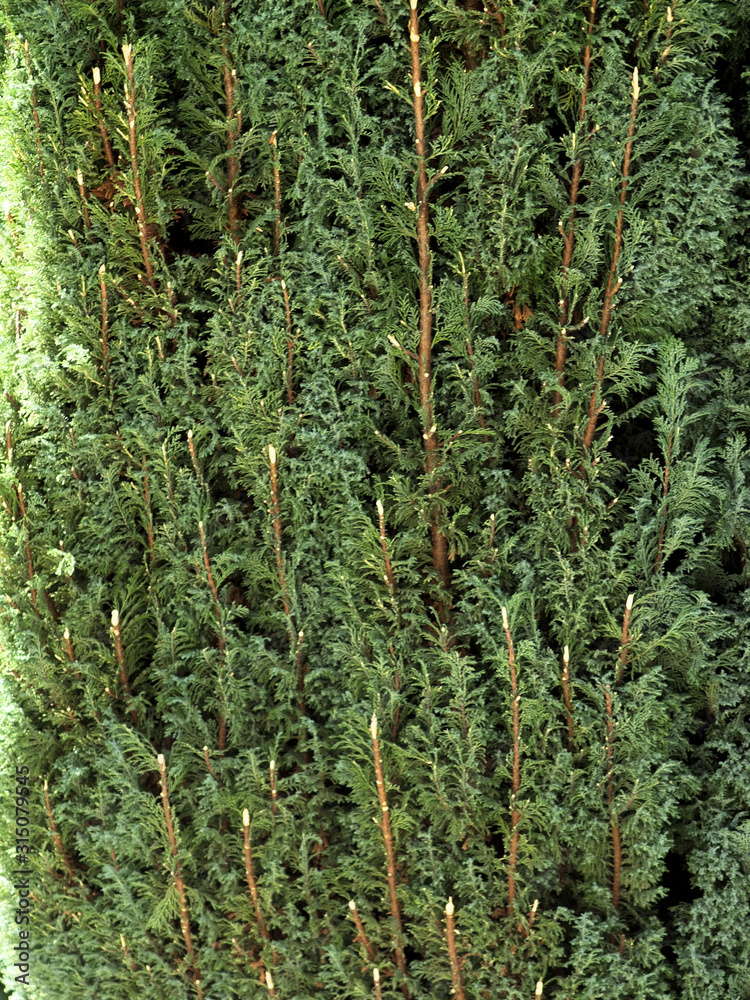 Schäden an frisch geschnittener Thuja Hecke Schäden an frisch geschnittener Thuja Hecke