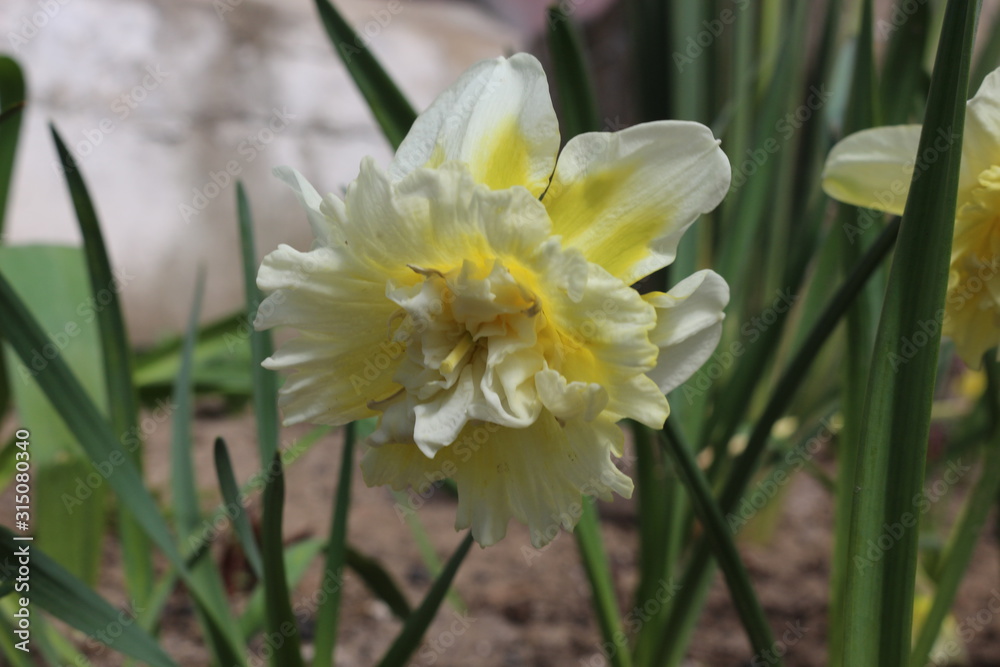White-yellow primroses bloom in the spring garden White-yellow primroses bloom in the spring garden