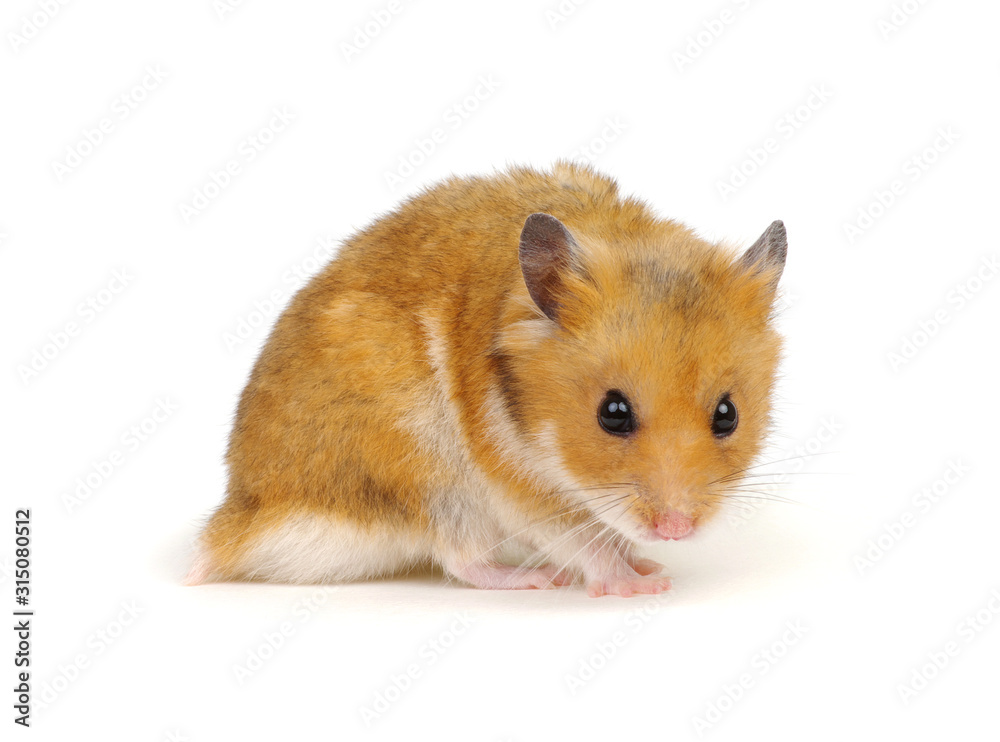 Hamster isolated on white