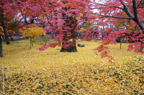 Colorful fall color leaves in Eikando Zenrinji gardens in Kyoto  Japan.