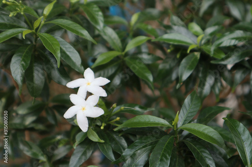 Jasmine flower in the garden close up © Fitria