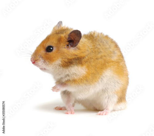 Cute funny syrian hamster on white