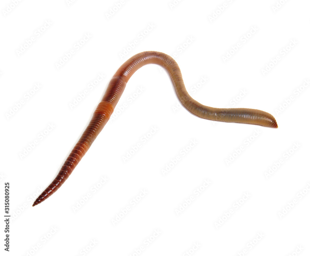 worm isolated on white background worm isolated on white background
