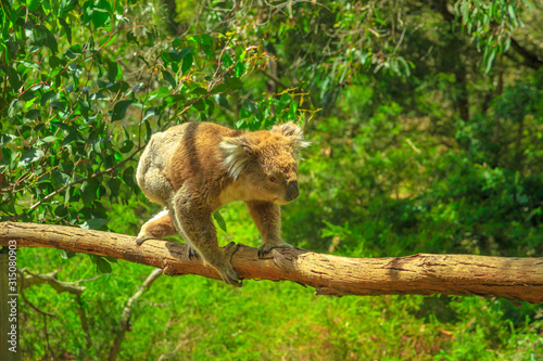 A male of koala walking on a branch of eucalyptus in the middle of the forest at Phillip Island in Koala Reserve, Victoria, Australia.