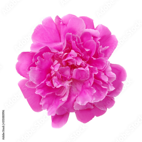 Peony flower isolated on white
