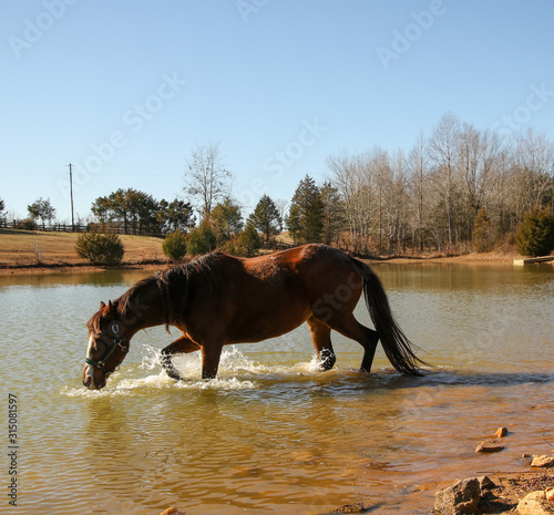 Pretty Bay Horse cooling off in her farm pond in a pasture in summer