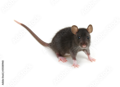 Black rat isolated on white