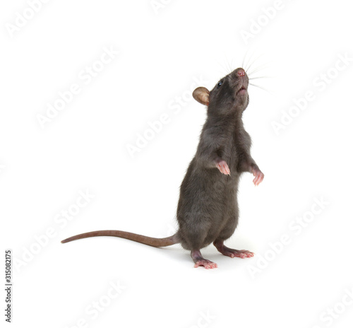 Rat standing on hind legs on white © Alekss