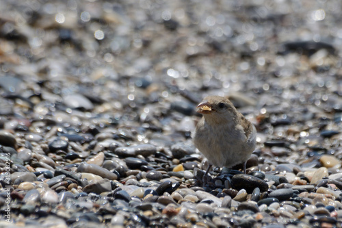 Little bird eating something on the beach