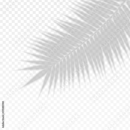 Palm Branch Leaf Overlay Effect Transparent Shadow. Vector
