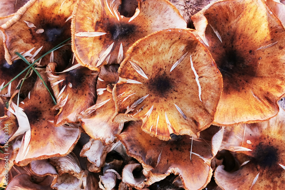 honey mushrooms in the garden