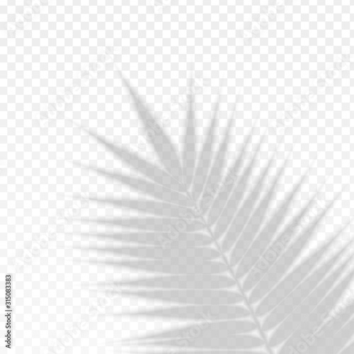 Fototapeta Naklejka Na Ścianę i Meble -  Palm Branch Leaf Overlay Effect Transparent Shadow. Vector