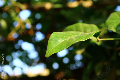 green leaf  shot by manish