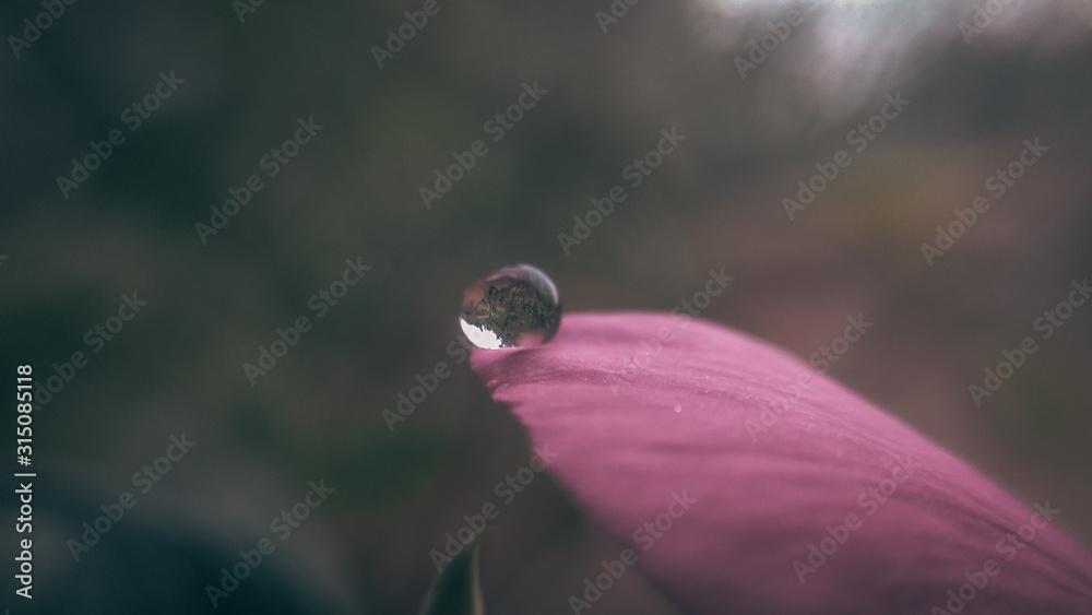 Macro photography of a drop on a flower. Macro photography of a drop on a flower.