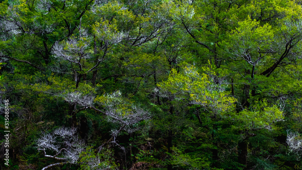 Abstract green trees background. Abstract green trees background.