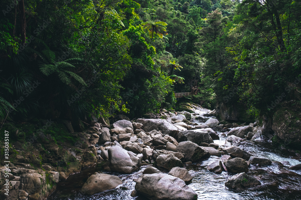 Beautiful greenery nature in rainforest