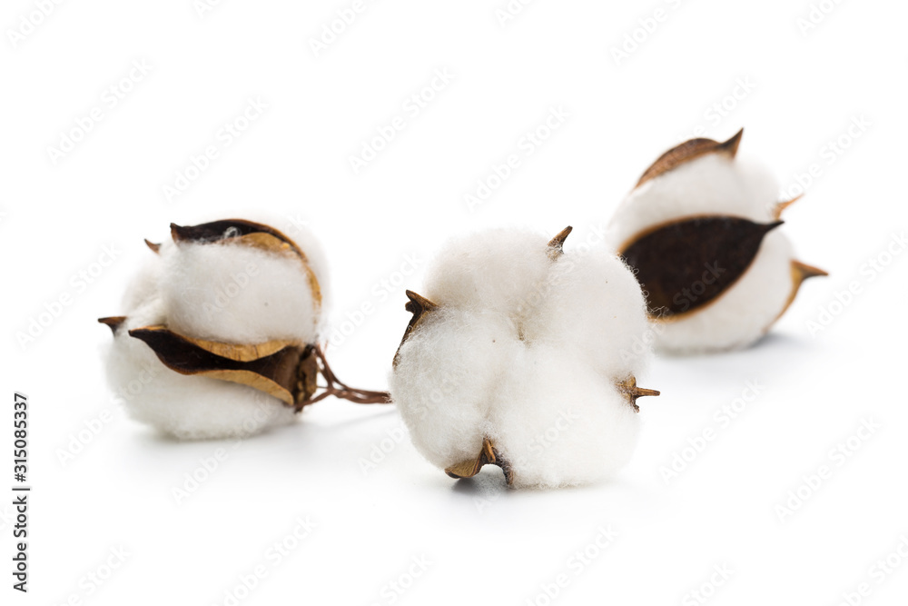 several flowers of cotton isolated on a white background several flowers of cotton isolated on a white background