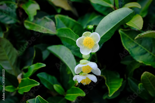 Tea leaf and white flower in tea plantation.Flower of tea on trunk.Beautiful and fresh white tea flower