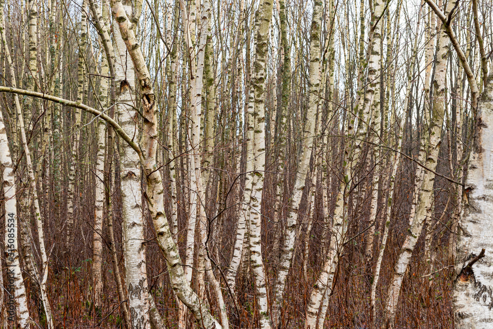 Obraz premium Birken-Bäume als Textur oder Hintergrund