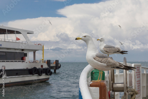 two seagulls sitting on the bow of the boat