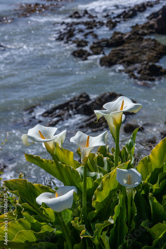 Nugget Point Otago New Zealand. Coast. Zantedeschia aethiopica . Calla White Lilly photo