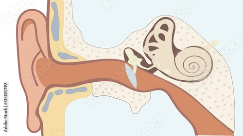 Anatomy of the ear. How does hearing and the auditory system work? 4K video photo